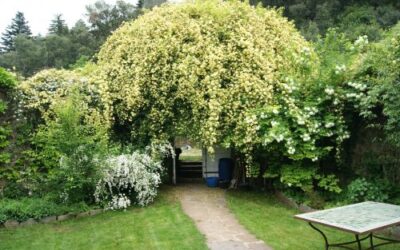 Le rosier jaune en fleurs