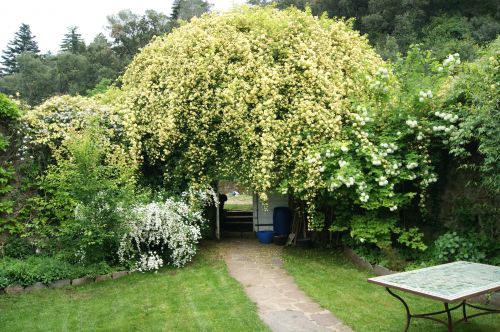 Rosier jaune - Mas de Riols