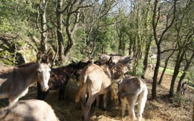 Une partie du troupeau début mars 2025