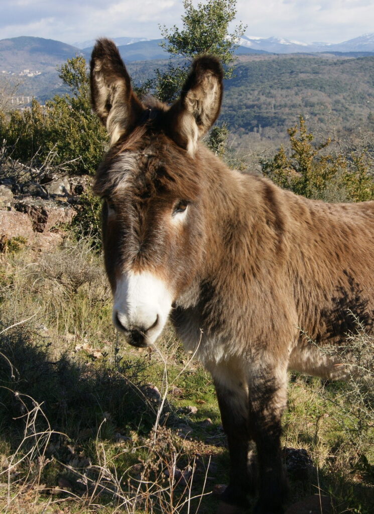 Randonnée avec des ânes dans l'hérault