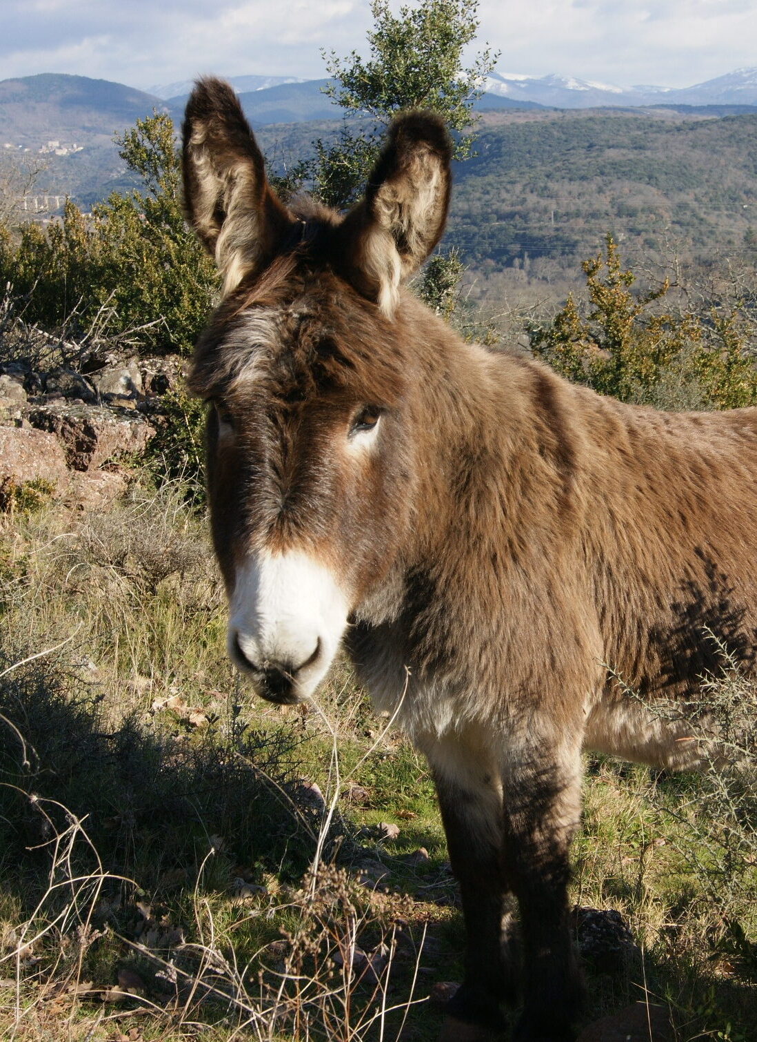 Randonnée avec des ânes Hérault