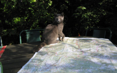Le chat « Grisou » en cartographe de choc !!!