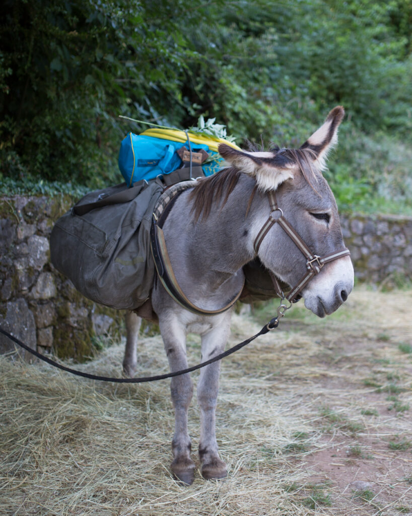 Randonnée avec un âne de bât dans les cévennes méridionales