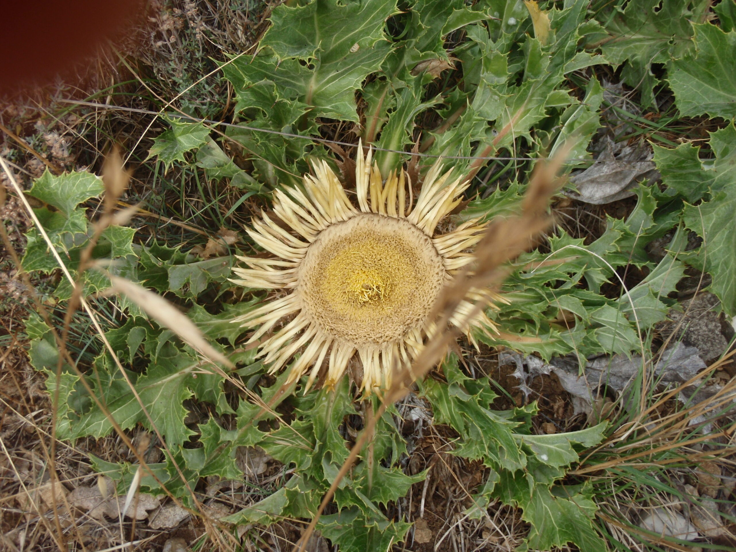 Flore haut Languedoc - Balladanes
