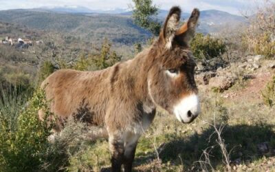 Arsène, « l&rsquo;âne du mois…. »