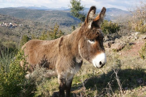 Arsène - Ane de randonnée avec Balladanes