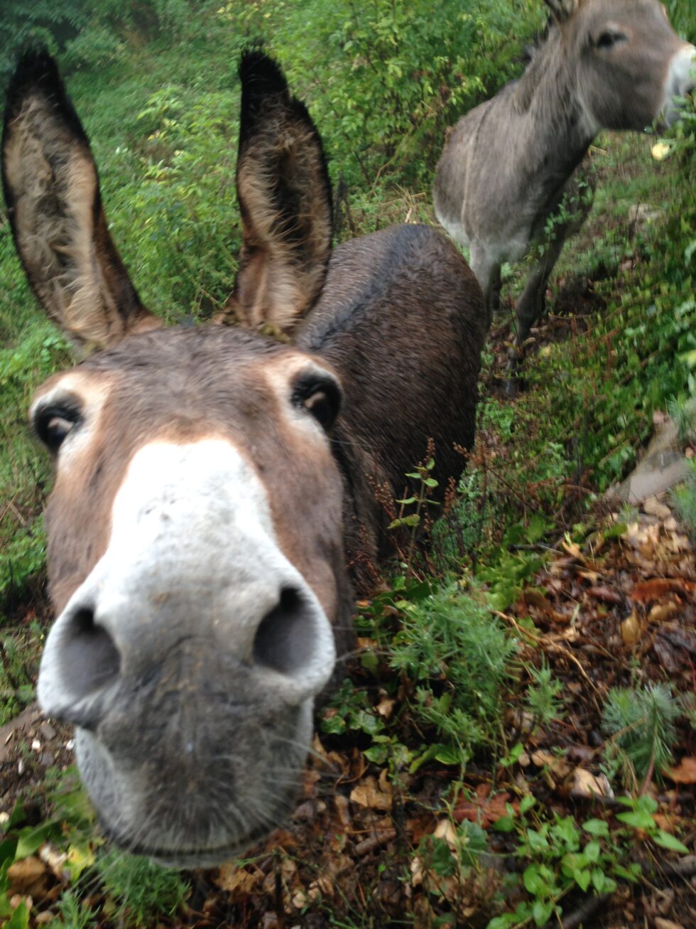 Âne curieux - Balladanes