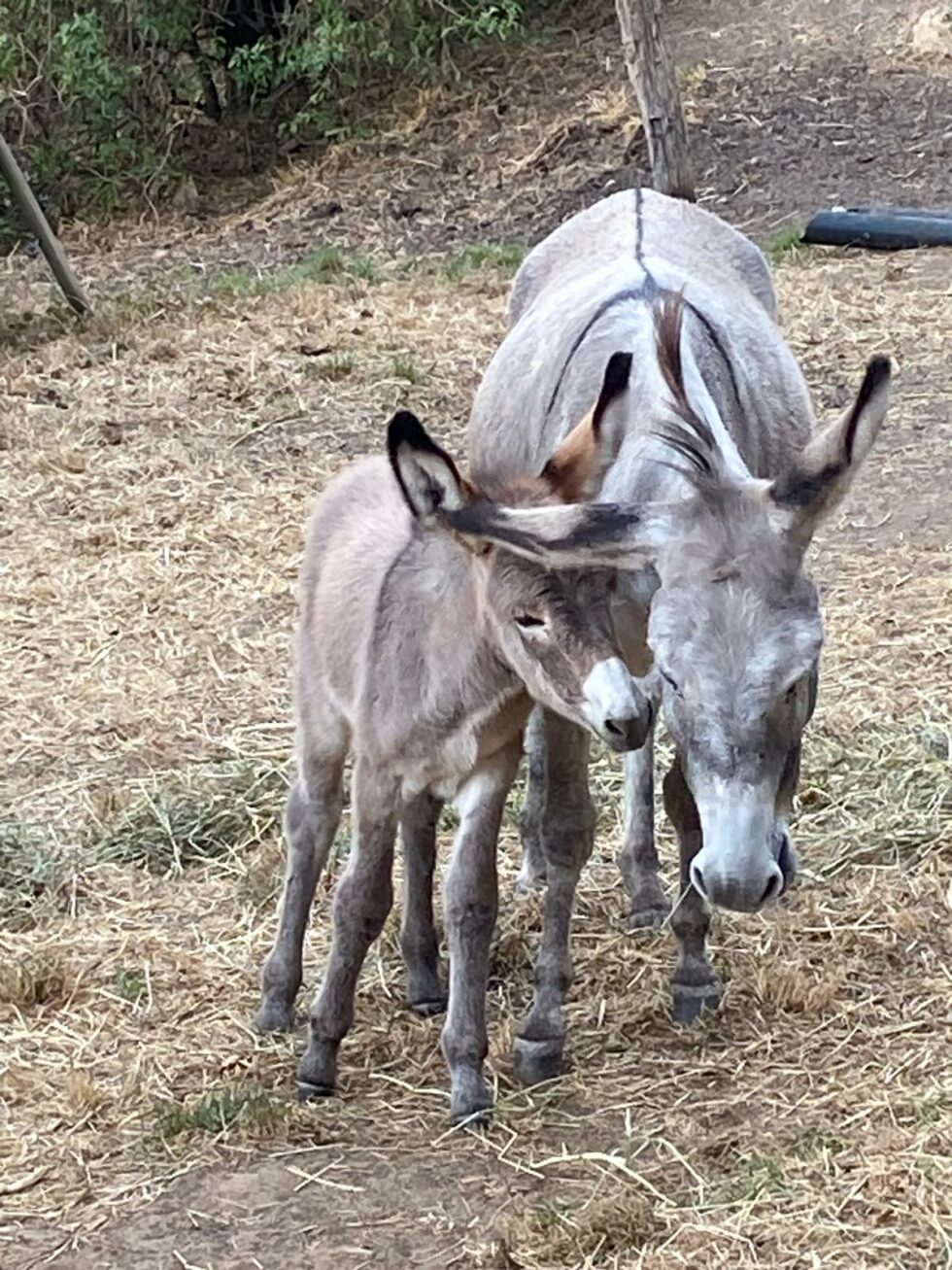 Ânesse avec son anon - Balladanes